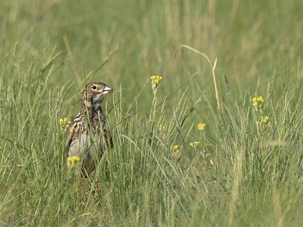 Mustakiuru, Black Lark, Melanocorypha yeltoniensis