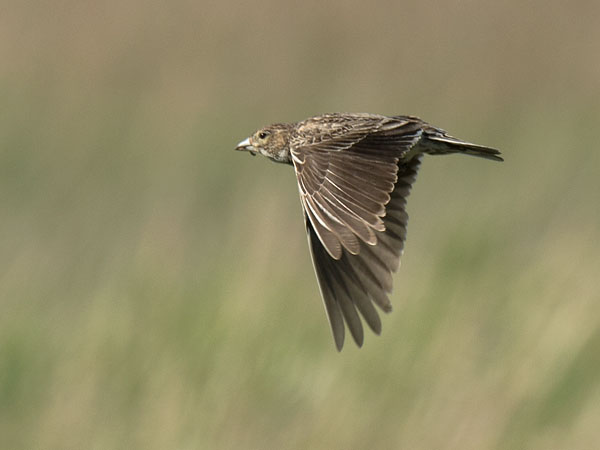Mustakiuru, Black Lark, Melanocorypha yeltoniensis