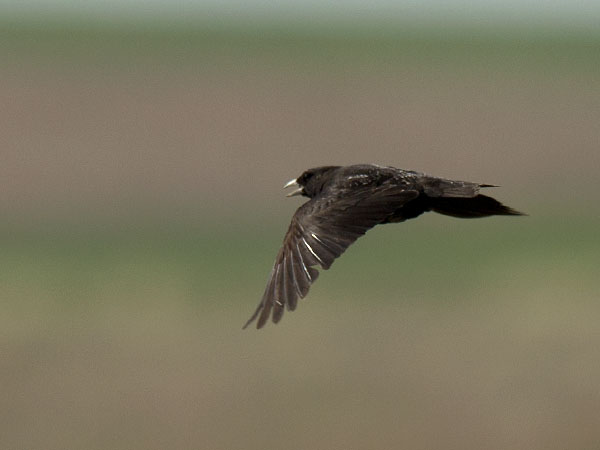 Mustakiuru, Black Lark, Melanocorypha yeltoniensis