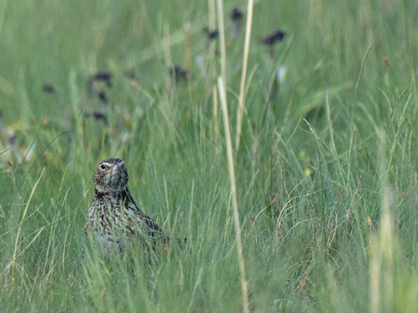 Mustakiuru, Black Lark, Melanocorypha yeltoniensis
