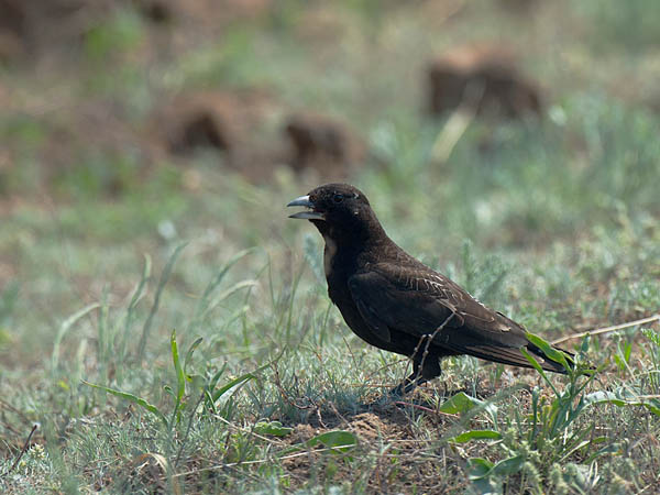 Mustakiuru, Black Lark, Melanocorypha yeltoniensis
