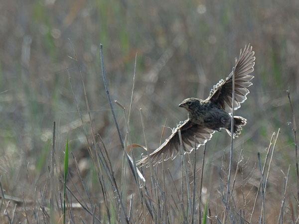 Mustakiuru, Black Lark, Melanocorypha yeltoniensis