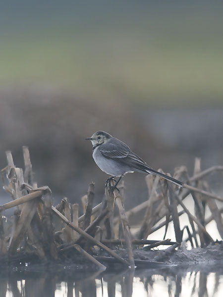 Västäräkki, White Wagtail, Motacilla alba