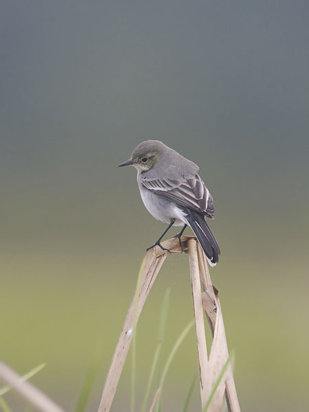 Västäräkki, White Wagtail, Motacilla alba