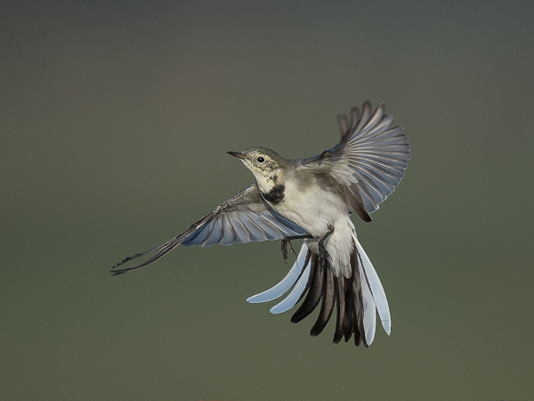 Västäräkki, White Wagtail, Motacilla alba