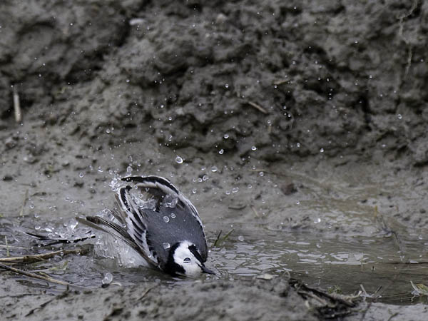 Västäräkki, White Wagtail, Motacilla alba