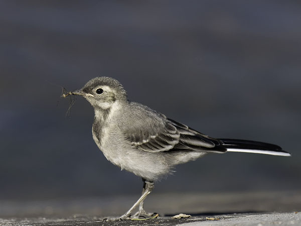 Västäräkki, White Wagtail, Motacilla alba
