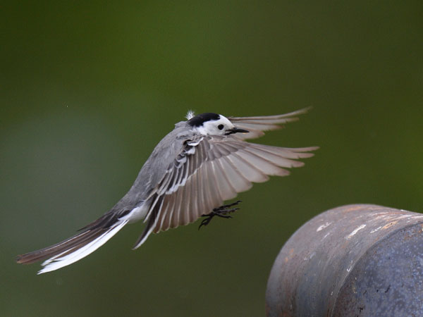 Västäräkki, White Wagtail, Motacilla alba