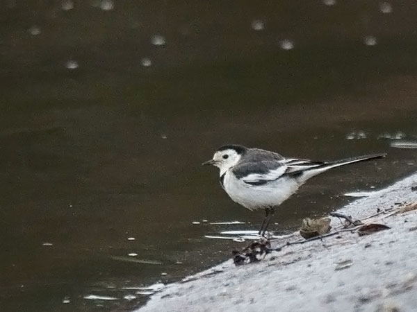 Västäräkki, White Wagtail, Motacilla alba