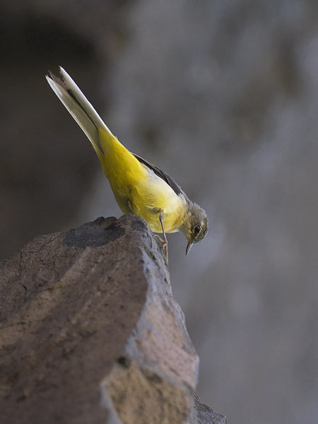 Virtavästäräkki, Grey Wagtail, Motacilla cinerea