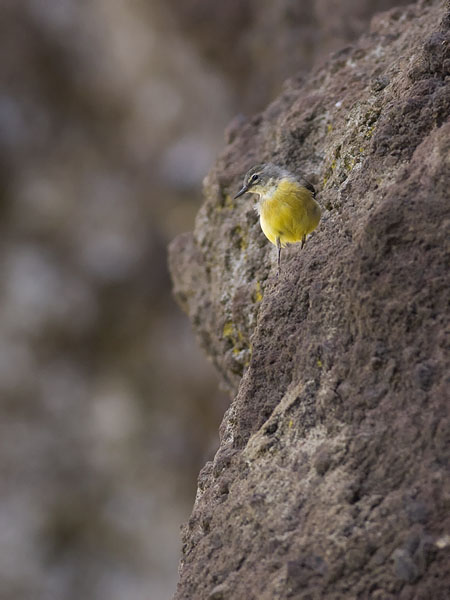 Virtavästäräkki, Grey Wagtail, Motacilla cinerea