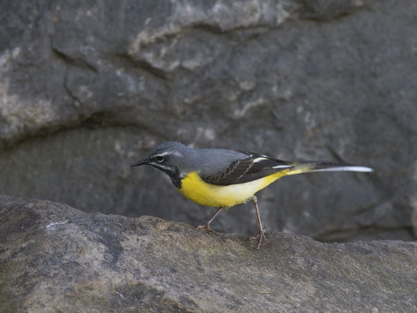 Virtavästäräkki, Grey Wagtail, Motacilla cinerea