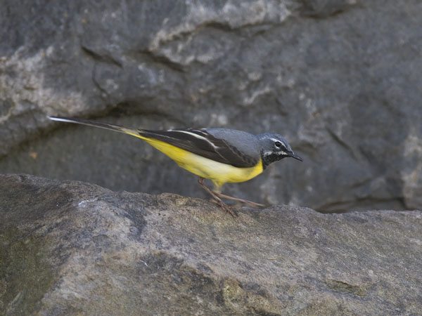 Virtavästäräkki, Grey Wagtail, Motacilla cinerea