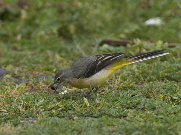 Virtavästäräkki, Grey Wagtail, Motacilla cinerea