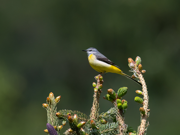 Virtavästäräkki, Grey Wagtail, Motacilla cinerea