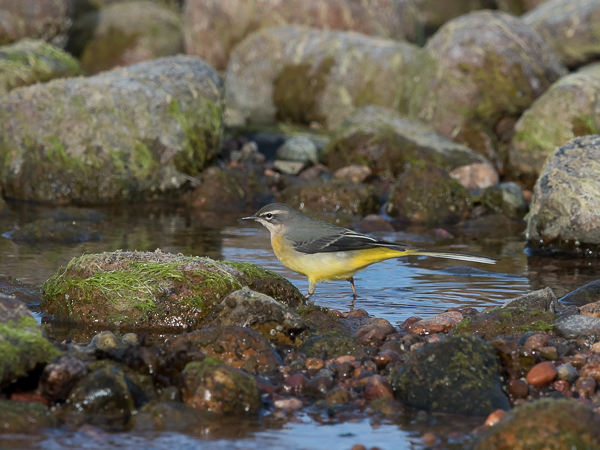 Virtavästäräkki, Grey Wagtail, Motacilla cinerea