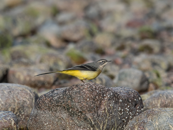 Virtavästäräkki, Grey Wagtail, Motacilla cinerea
