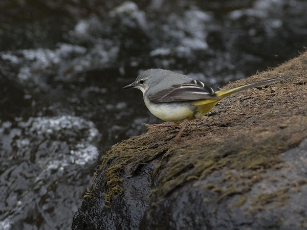Virtavästäräkki, Grey Wagtail, Motacilla cinerea