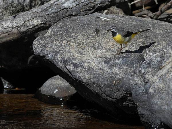 Virtavästäräkki, Grey Wagtail, Motacilla cinerea