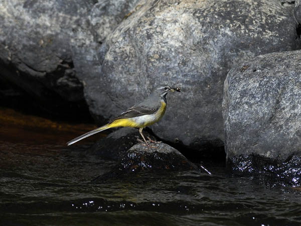 Virtavästäräkki, Grey Wagtail, Motacilla cinerea