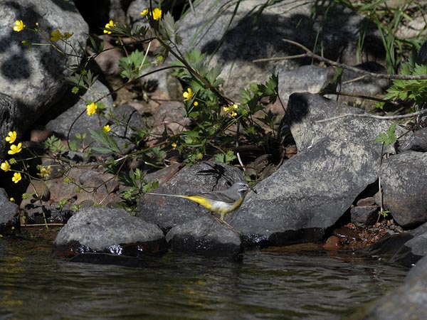 Virtavästäräkki, Grey Wagtail, Motacilla cinerea