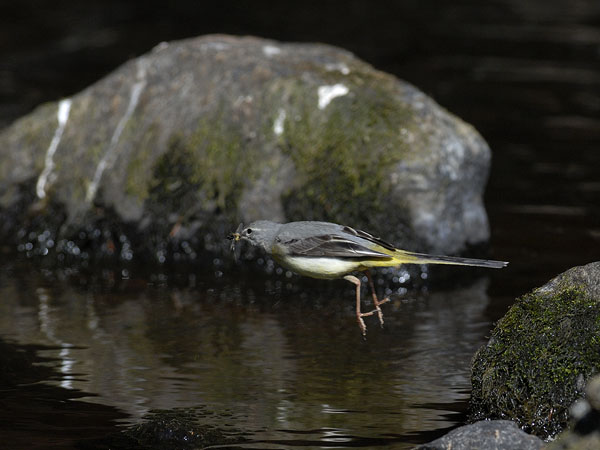 Virtavästäräkki, Grey Wagtail, Motacilla cinerea