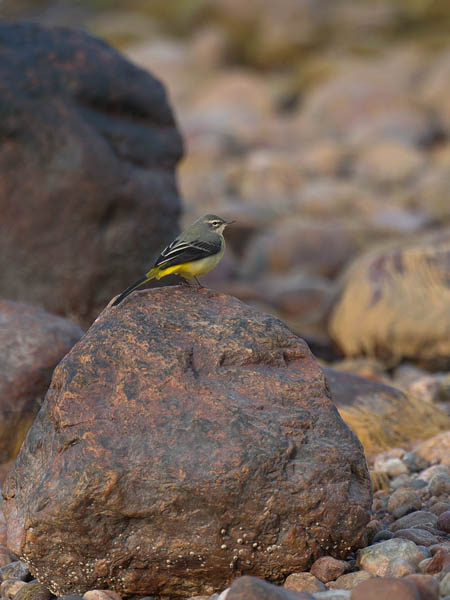 Virtavästäräkki, Grey Wagtail, Motacilla cinerea