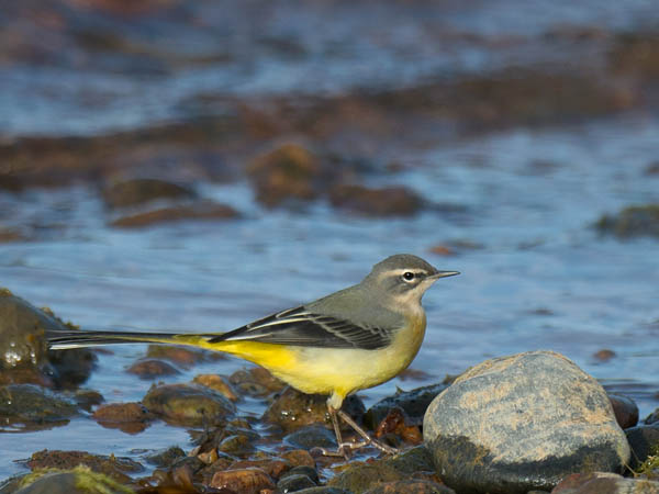 Virtavästäräkki, Grey Wagtail, Motacilla cinerea
