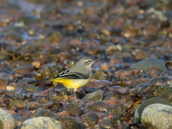 Virtavästäräkki, Grey Wagtail, Motacilla cinerea
