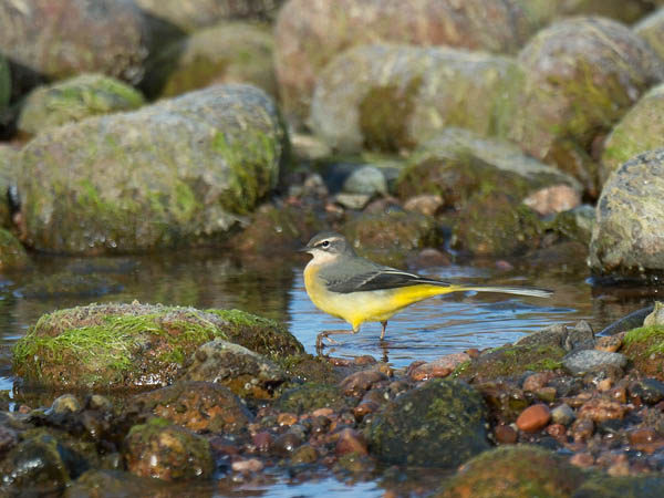 Virtavästäräkki, Grey Wagtail, Motacilla cinerea