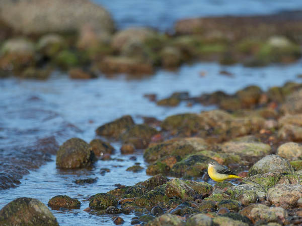 Virtavästäräkki, Grey Wagtail, Motacilla cinerea