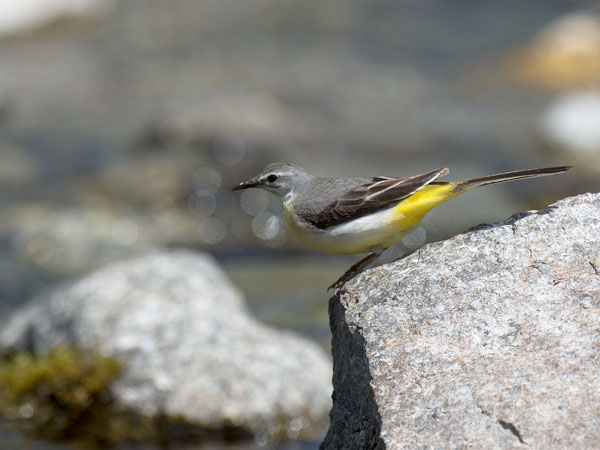 Virtavästäräkki, Grey Wagtail, Motacilla cinerea