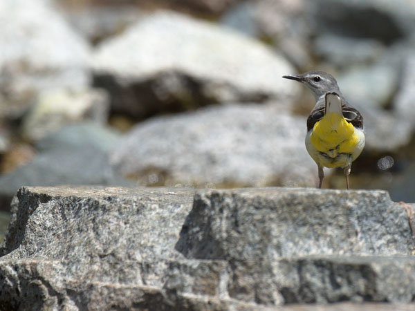 Virtavästäräkki, Grey Wagtail, Motacilla cinerea
