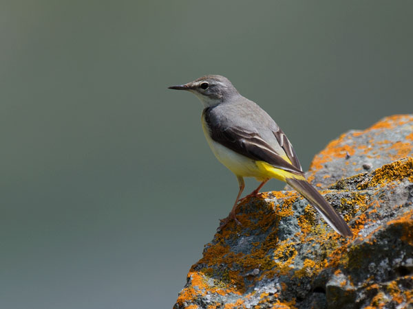 Virtavästäräkki, Grey Wagtail, Motacilla cinerea