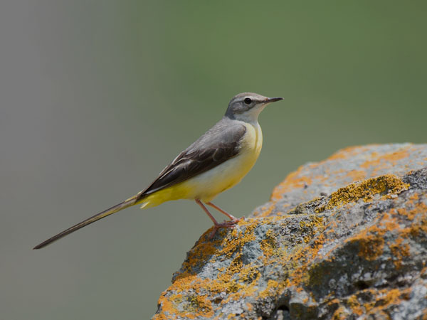 Virtavästäräkki, Grey Wagtail, Motacilla cinerea
