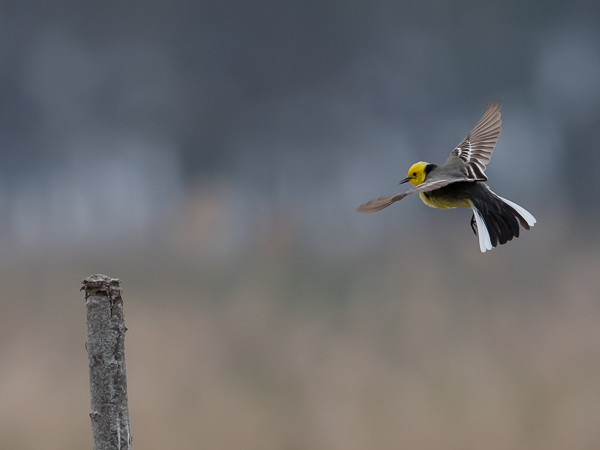 Sitruunavästäräkki, Citrine Wagtail, Motacilla citreola
