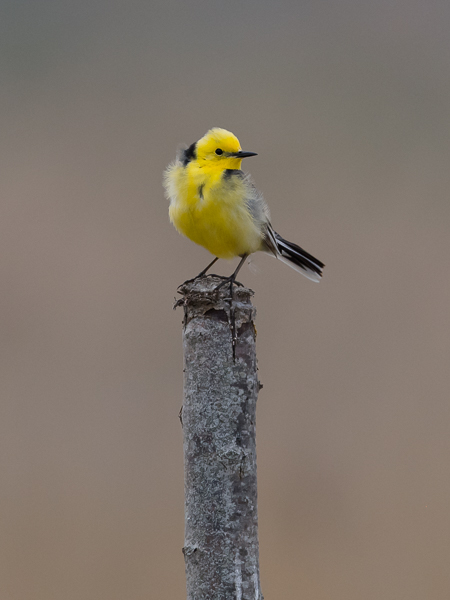 Sitruunavästäräkki, Citrine Wagtail, Motacilla citreola