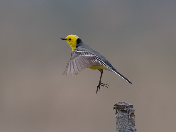 Sitruunavästäräkki, Citrine Wagtail, Motacilla citreola