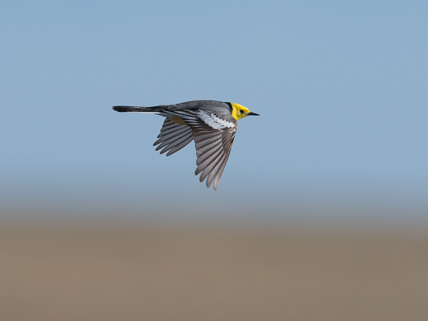 Sitruunavästäräkki, Citrine Wagtail, Motacilla citreola