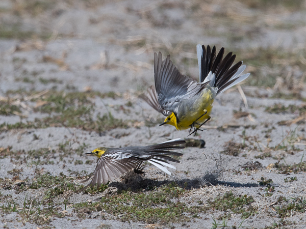 Sitruunavästäräkki, Citrine Wagtail, Motacilla citreola