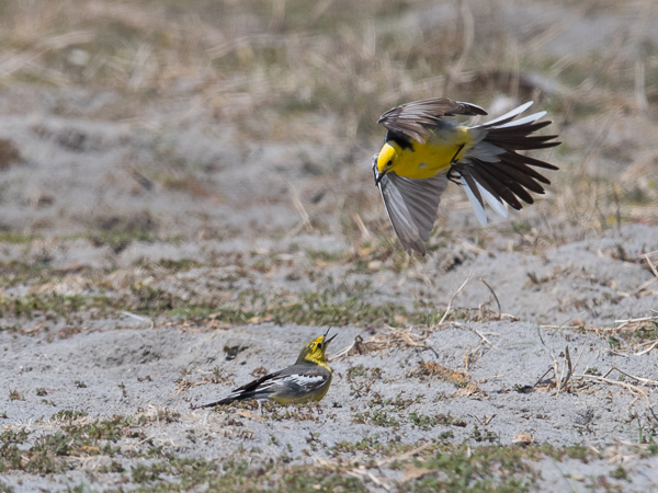 Sitruunavästäräkki, Citrine Wagtail, Motacilla citreola