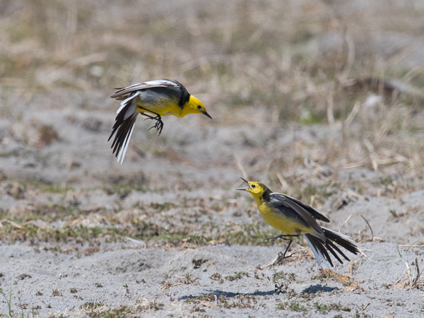 Sitruunavästäräkki, Citrine Wagtail, Motacilla citreola