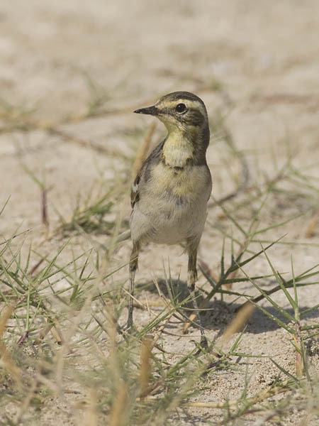 Sitruunavästäräkki, Citrine Wagtail, Motacilla citreola