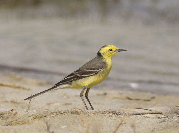 Sitruunavästäräkki, Citrine Wagtail, Motacilla citreola