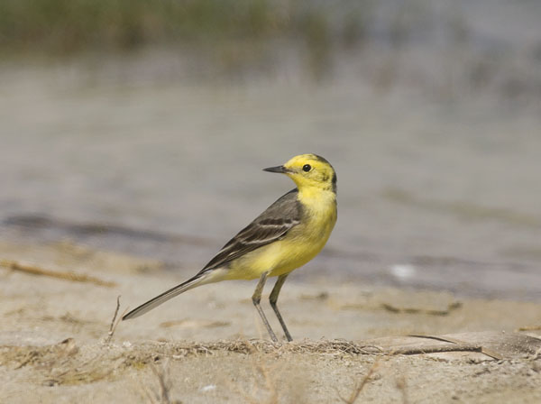 Sitruunavästäräkki, Citrine Wagtail, Motacilla citreola