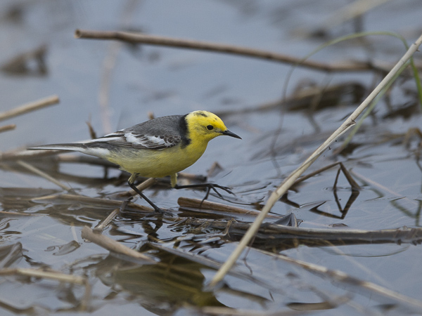 Sitruunavästäräkki, Citrine Wagtail, Motacilla citreola