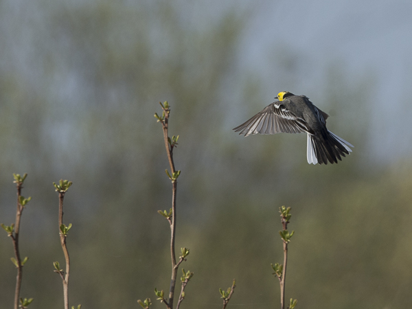 Sitruunavästäräkki, Citrine Wagtail, Motacilla citreola