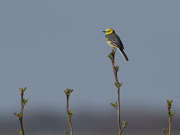Sitruunavästäräkki, Citrine Wagtail, Motacilla citreola
