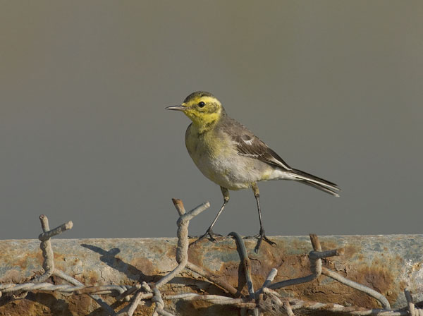 Sitruunavästäräkki, Citrine Wagtail, Motacilla citreola