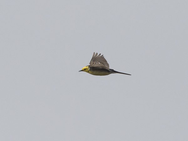 Sitruunavästäräkki, Citrine Wagtail, Motacilla citreola